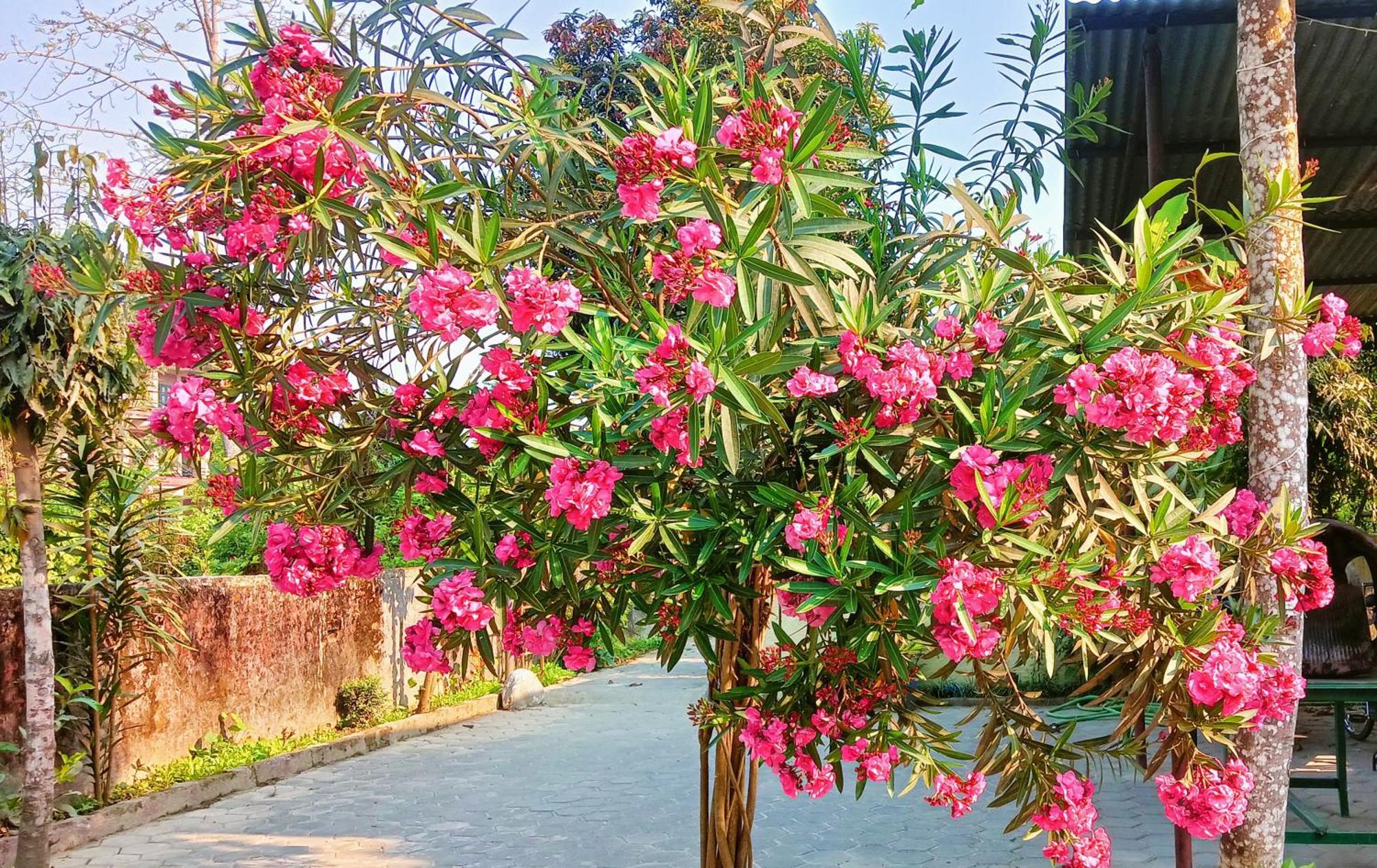 Hotel Butterfly Sauraha Exterior foto